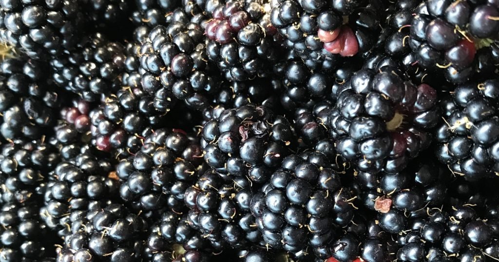 blackberries